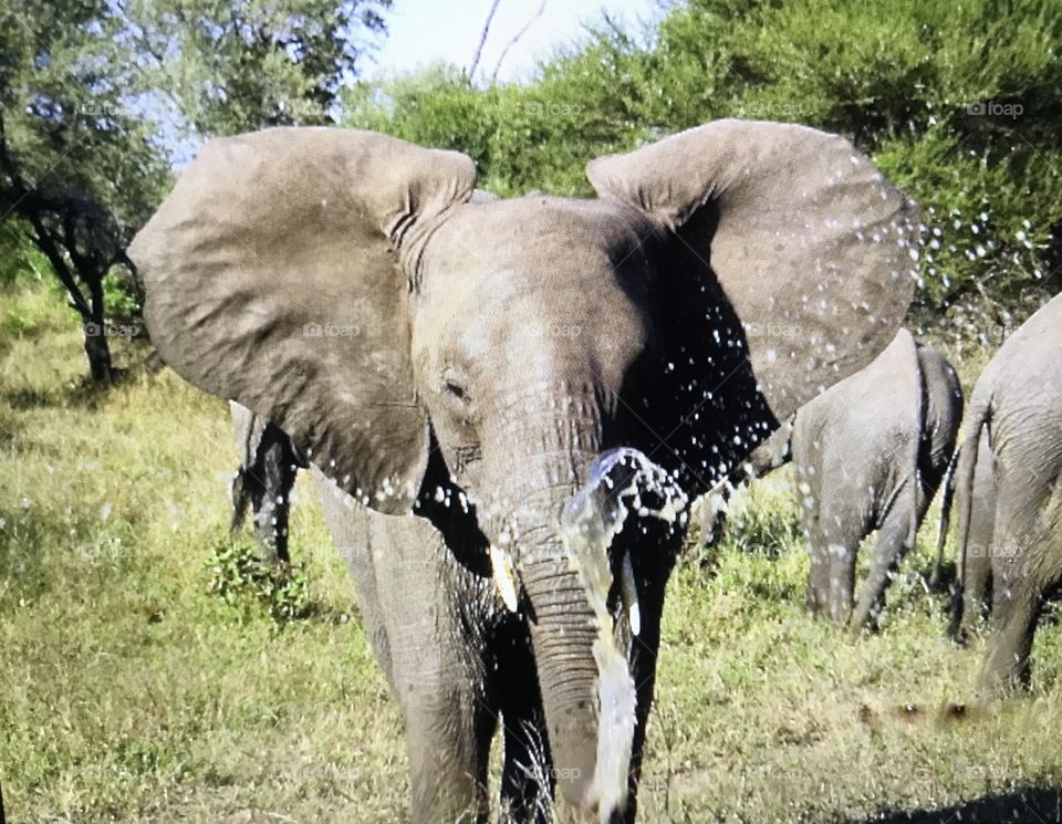 Baby elephant blowing water on us