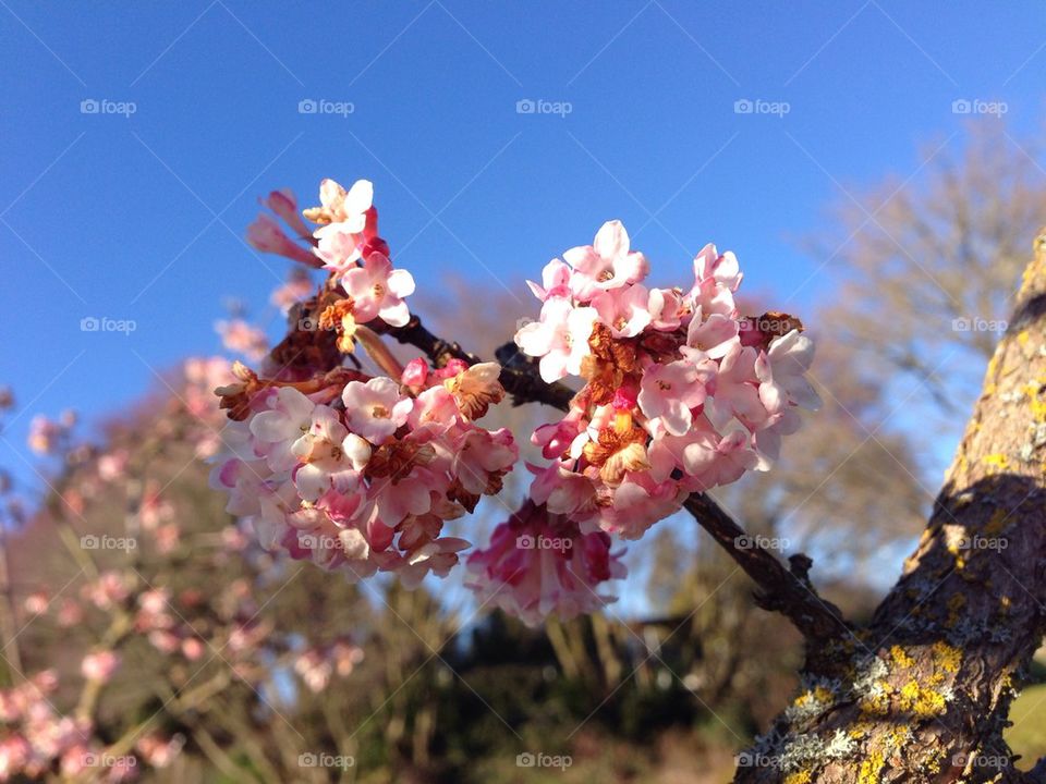 Cherry blossoms