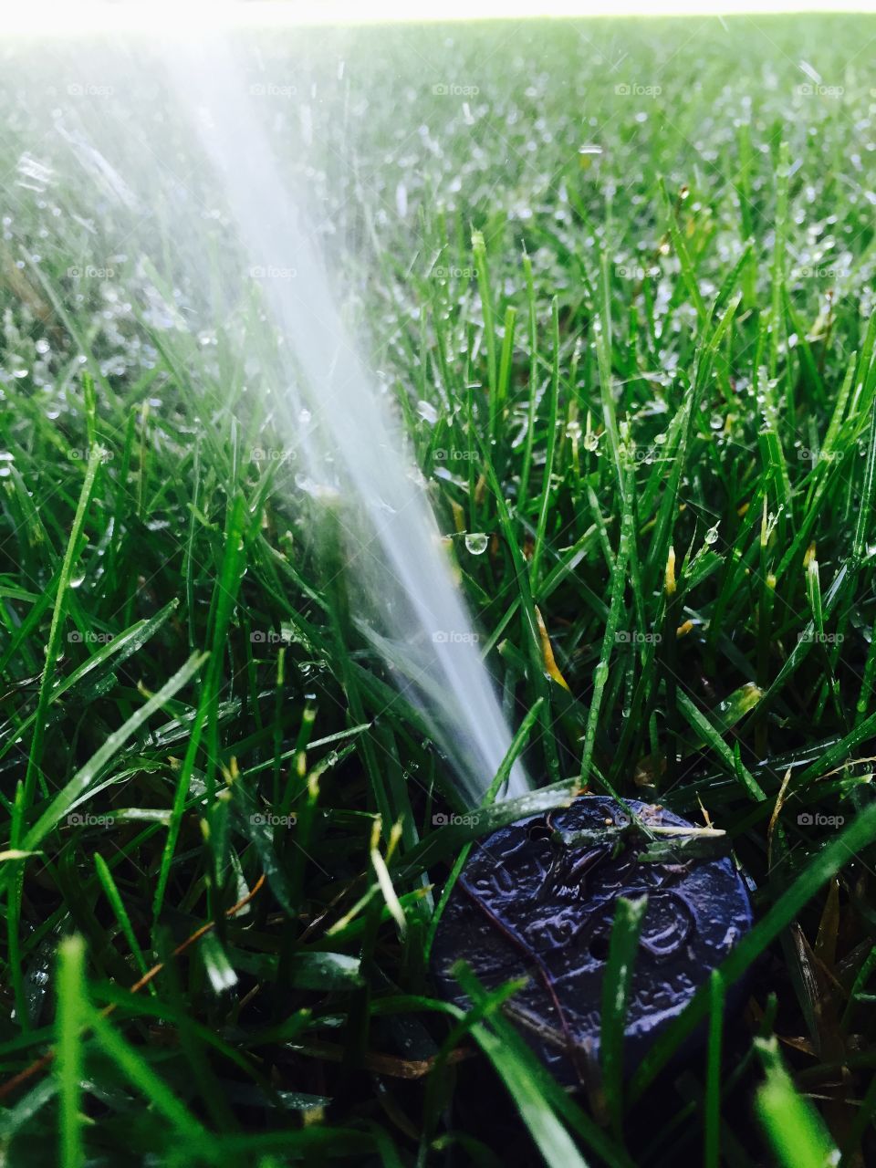Sprinkler . Wet grass 