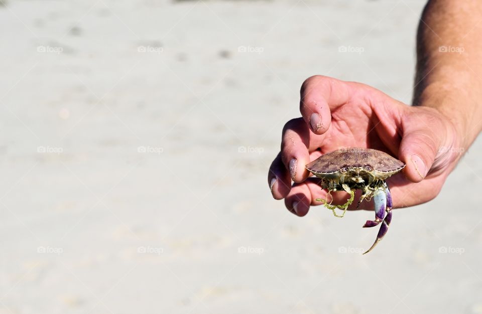 Close up shot of dead crab on the hand at the seashore in Monterey bay during this hot season.