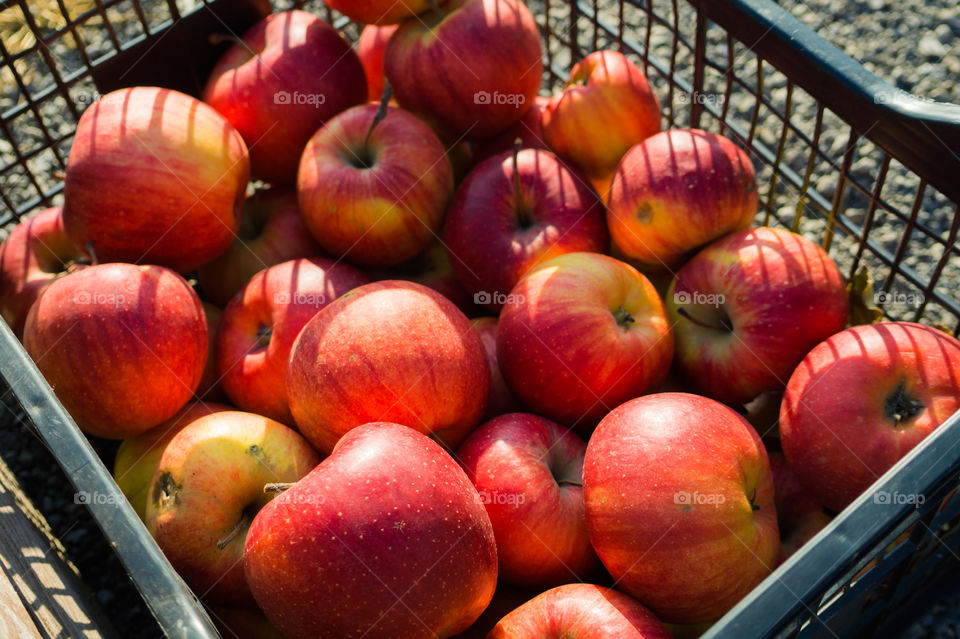 Harvest ripe juicy and tasty apples. Harvested juicy apples from fertile trees.