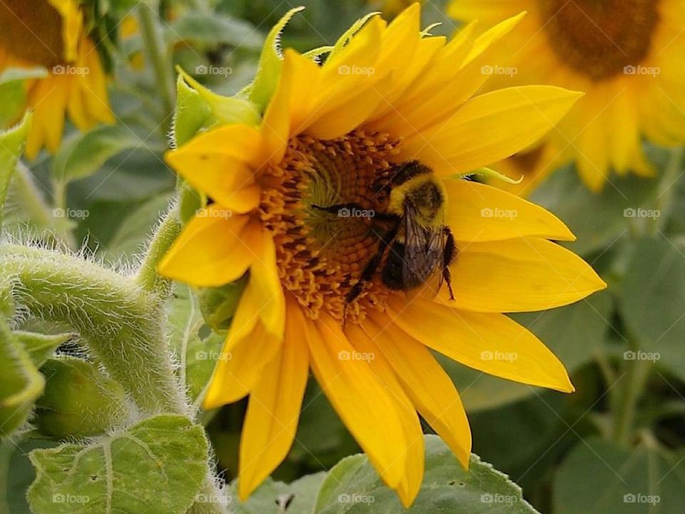 Bee on a Sunflower 