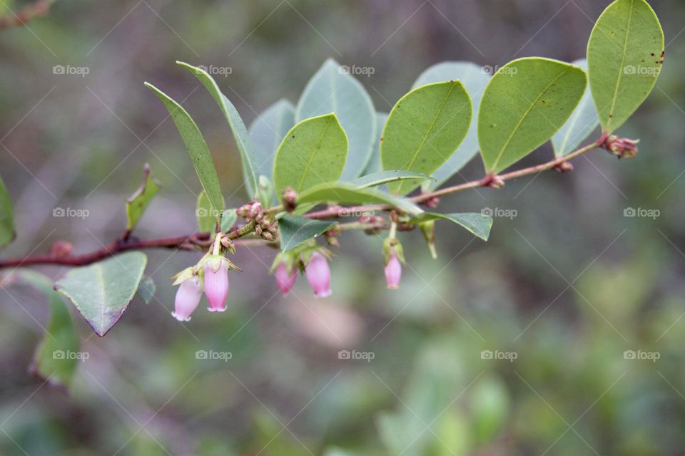 Flower Branch