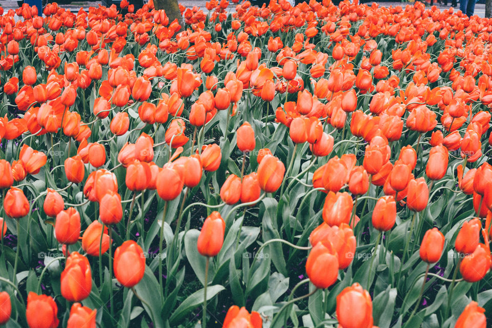 Red Tulips 