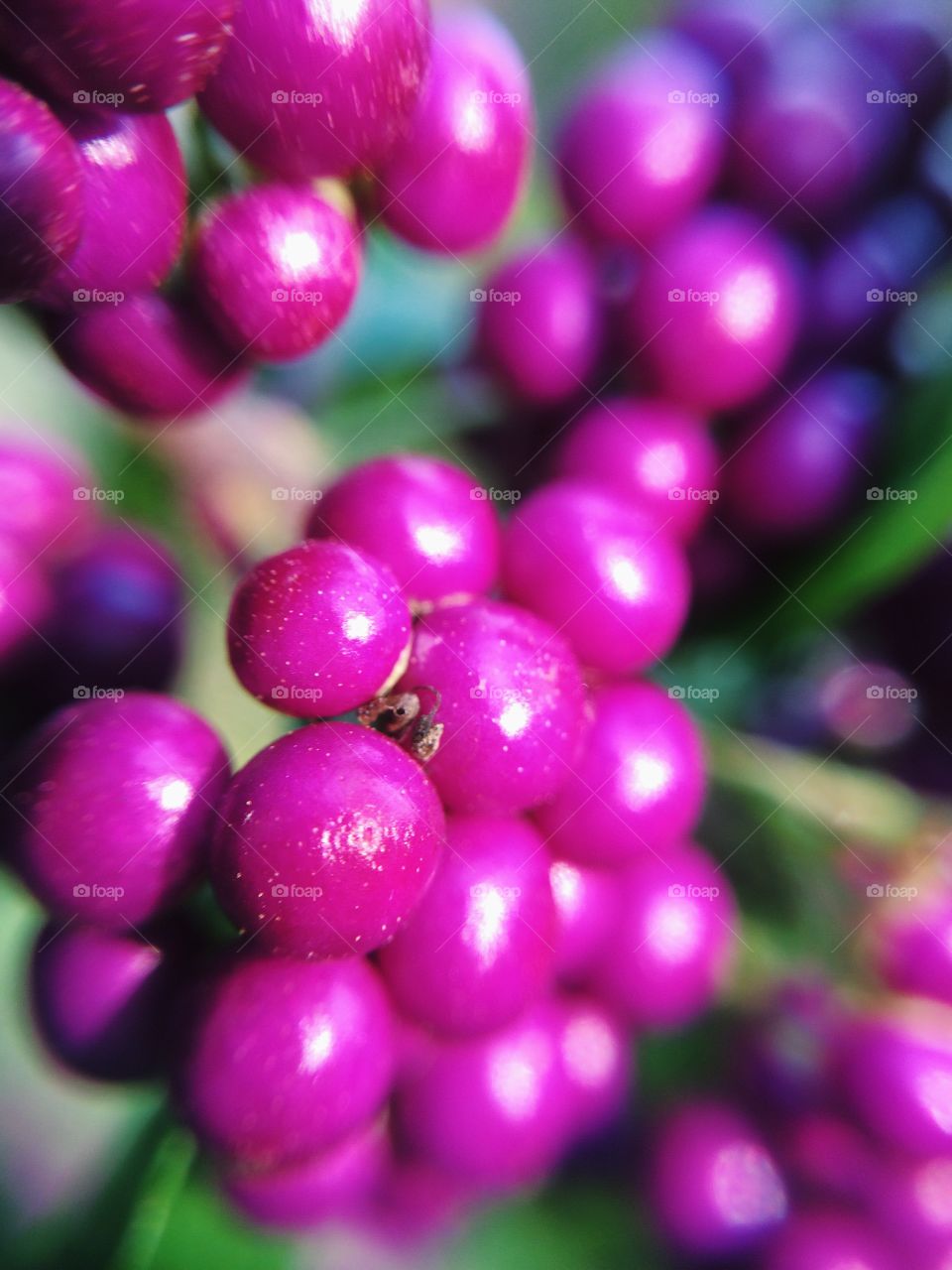 Small purple balls