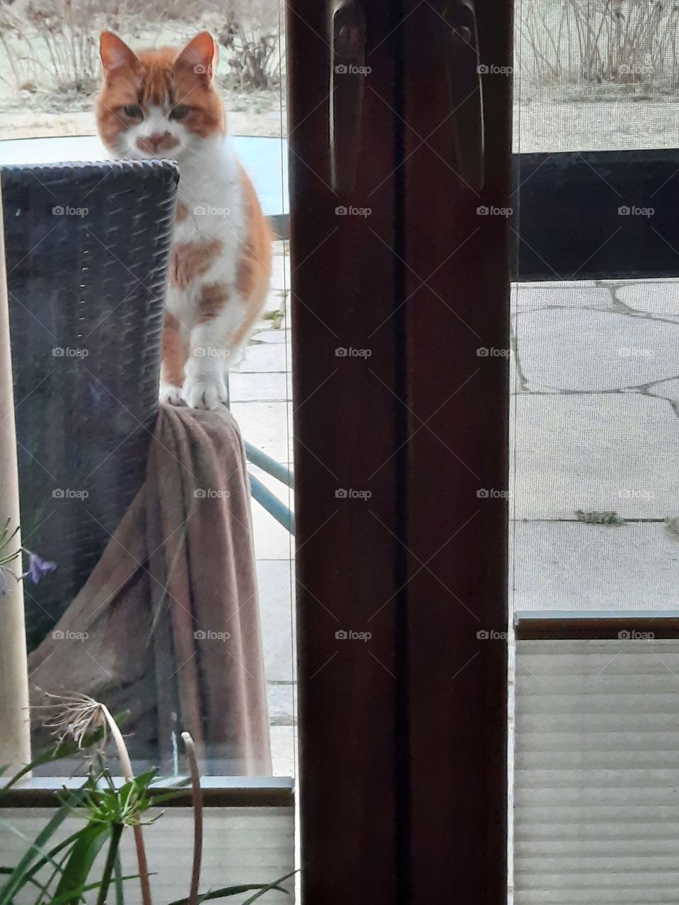 morning visitor waiting at the balcony doors to be let in