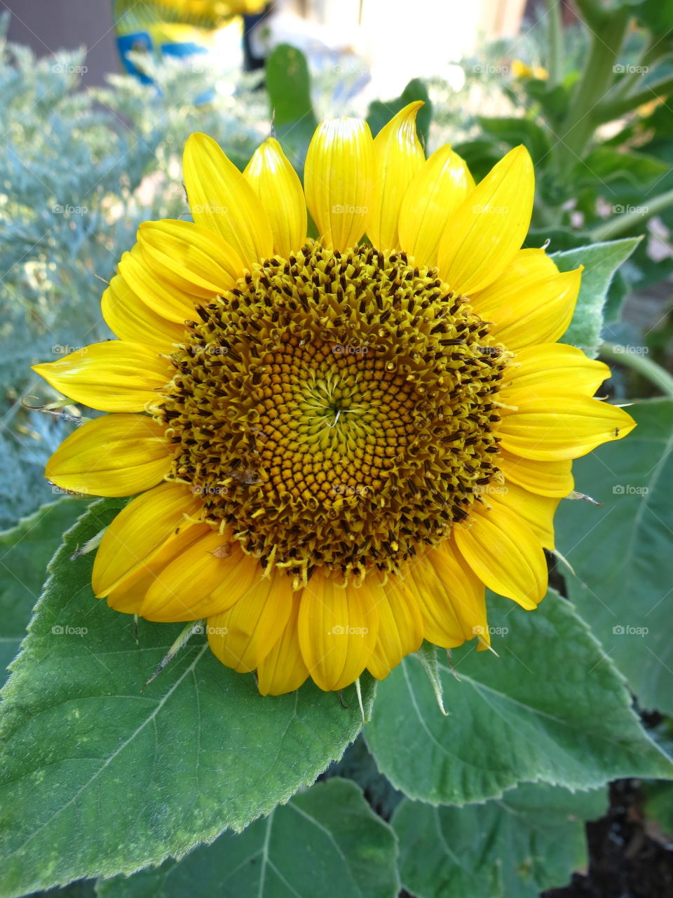 Sunflower 