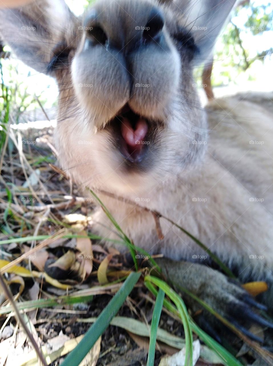 A closeup of a kangaroo with their mouth open, this was taken in Australia begining of this year. Love kangaroos? Who doesn't!