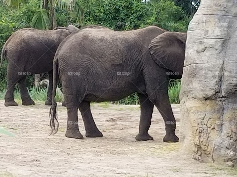 A duo of elephants cross the plains at Animal Kingdom at the Walt Disney World Resort in Orlando, Florida.