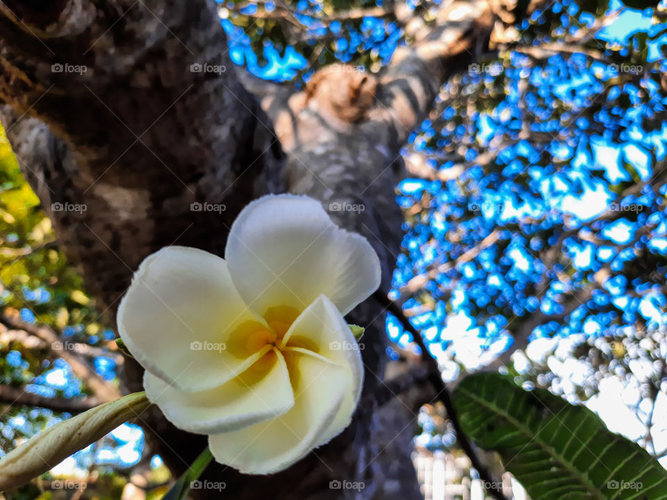 Beautiful temple tree flower with blue sky in background. Camlminf and colourful. A portrait of a plant