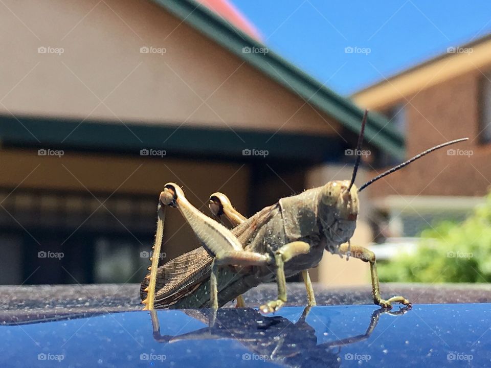 Giant grasshopper on top of car roof, closeup side view 