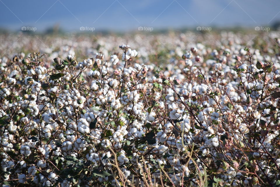 Cotton fields 