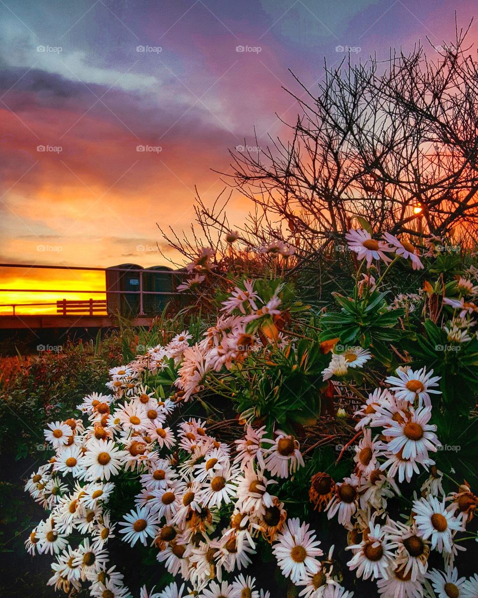 Flower, No Person, Nature, Landscape, Flora