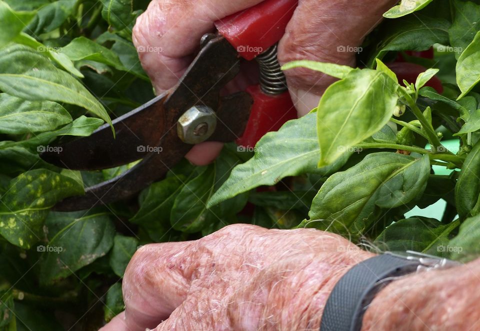 Clipping and pruning garden plant