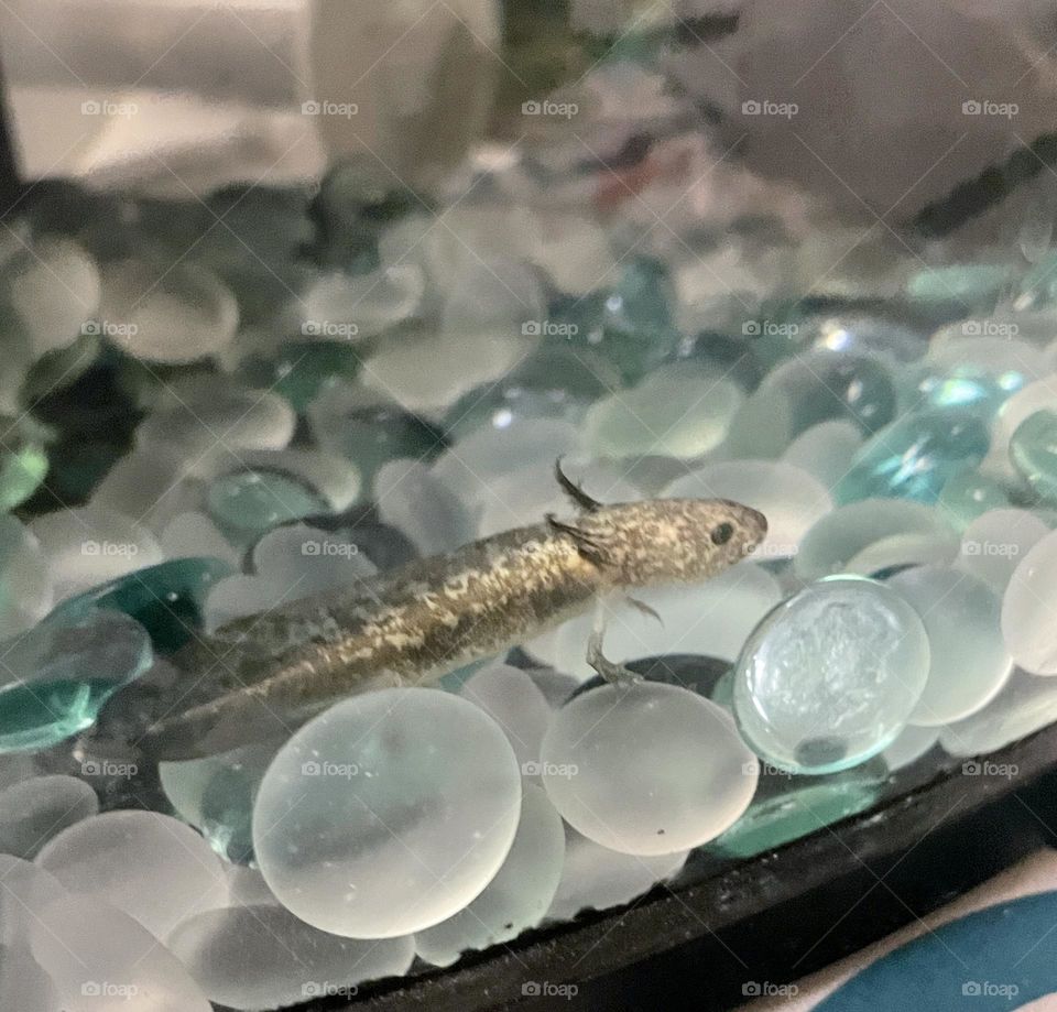 A green Axolotl swimming in a fish tank. 