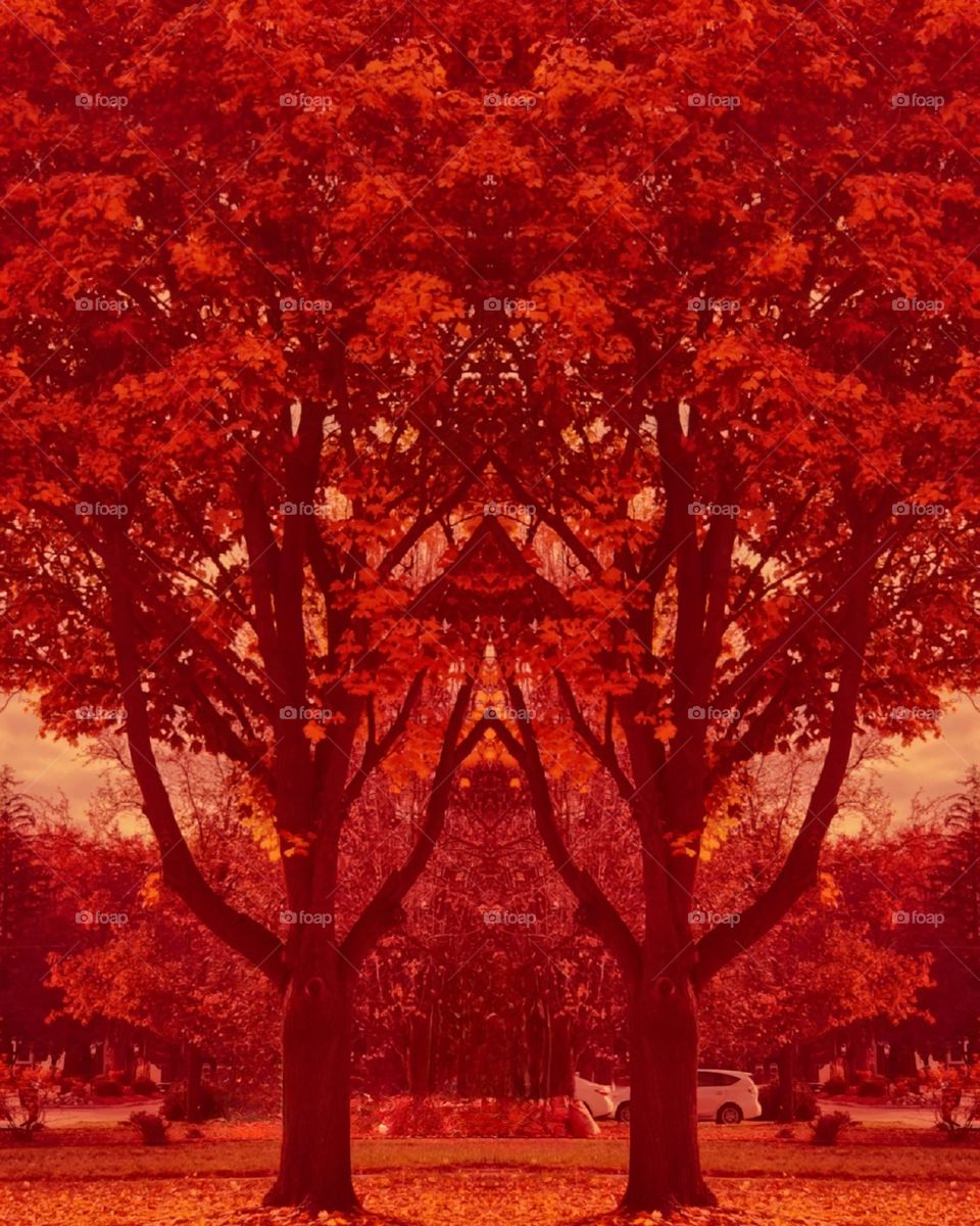 Autumn Red