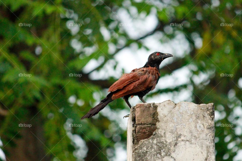 Great indian coucal