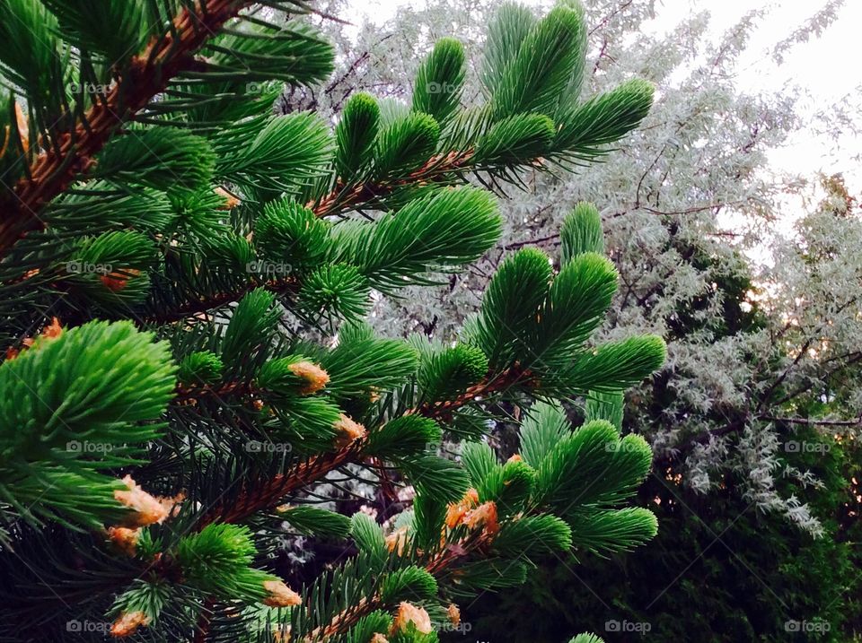 Close-up of pine tree branches