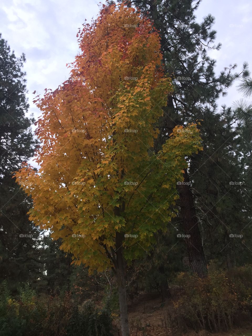 Tree in the park. A tree in the park in Autumn