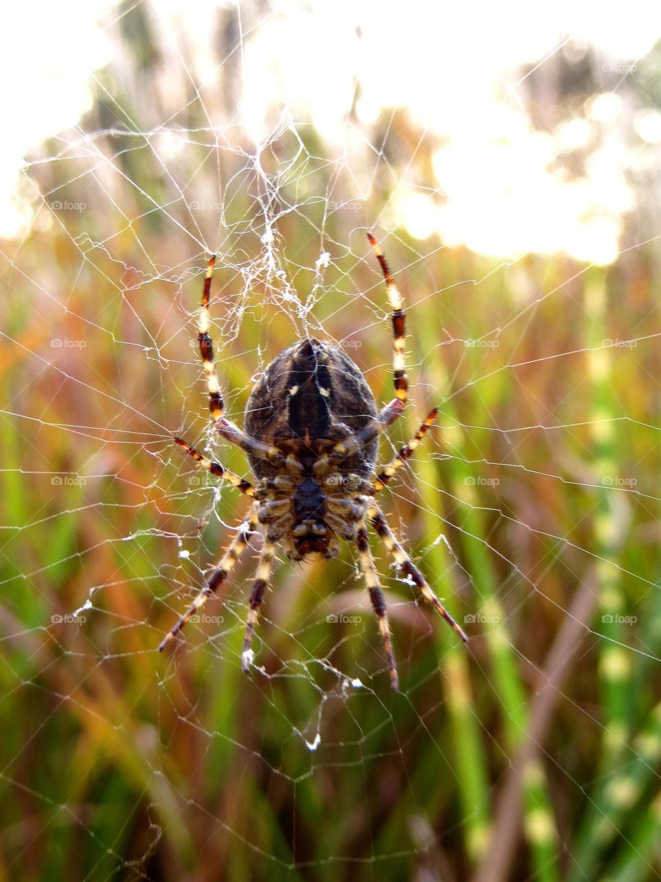 Macro shots