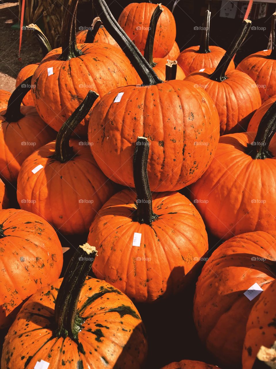 Pumpkins 