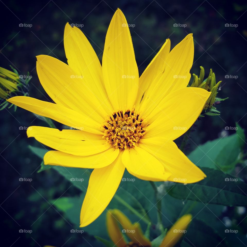 here is a bold yellow flower that can't help but to stand out.