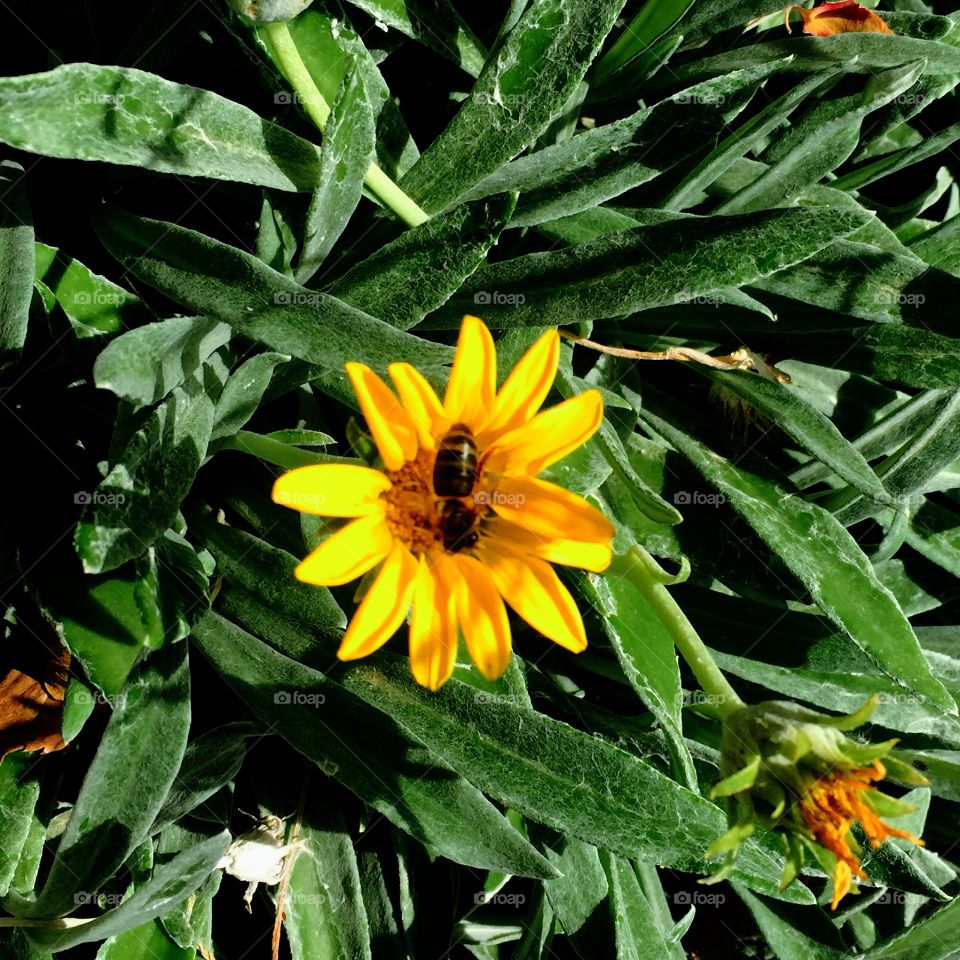 Flower & bee