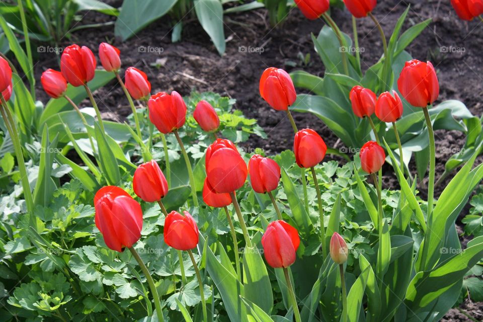 Red tulips with green leaves in spring garden 