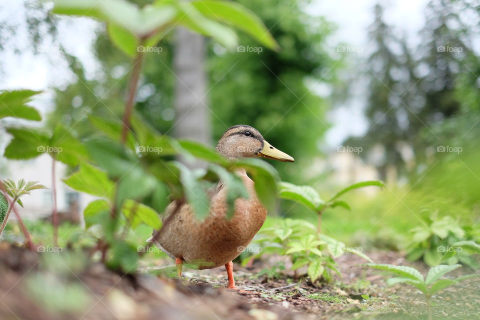 mallard