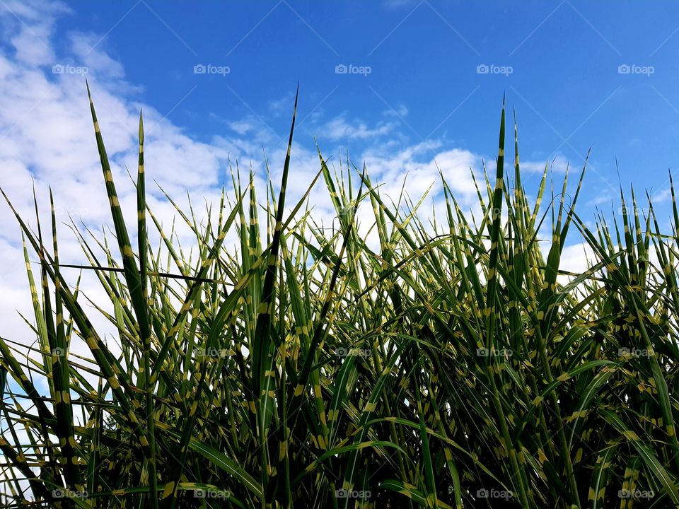 Ornamental grass against cloudy sky