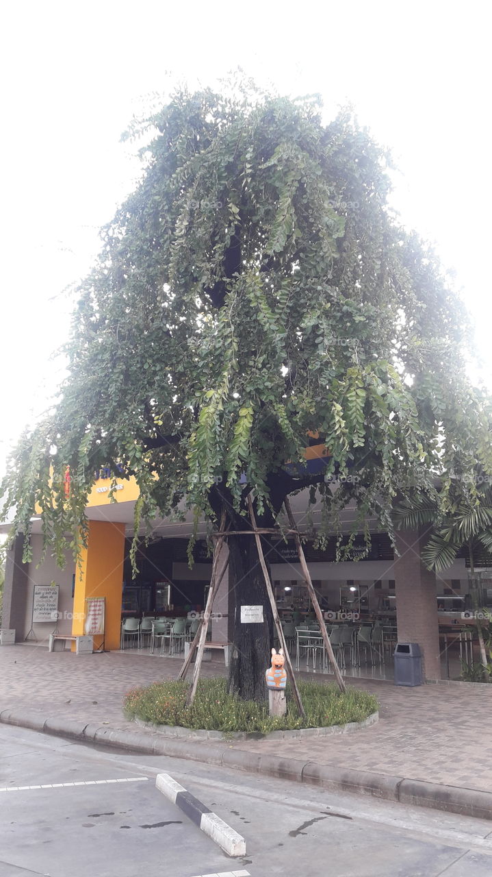 weeping tree