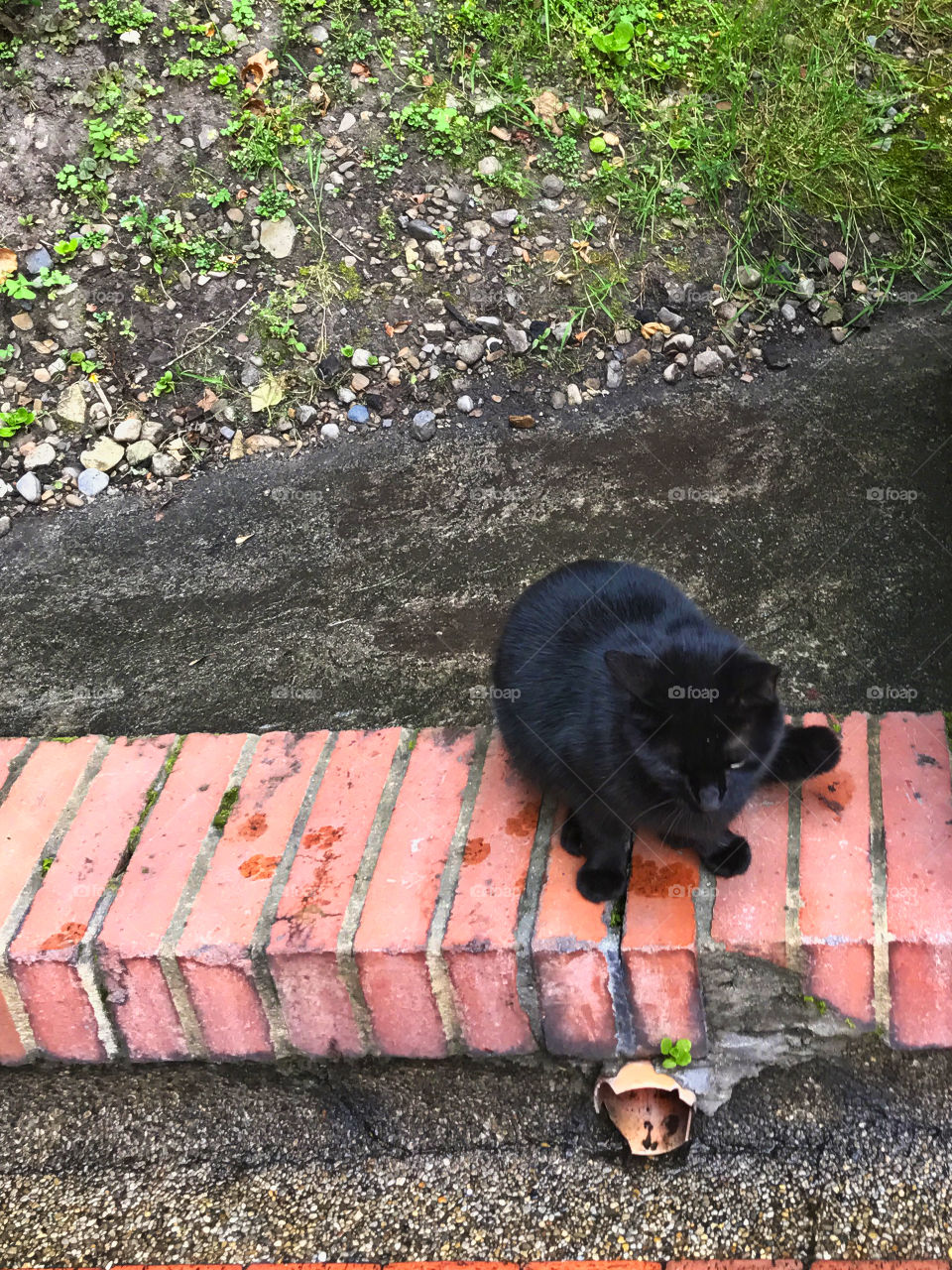 Kitten in backyard