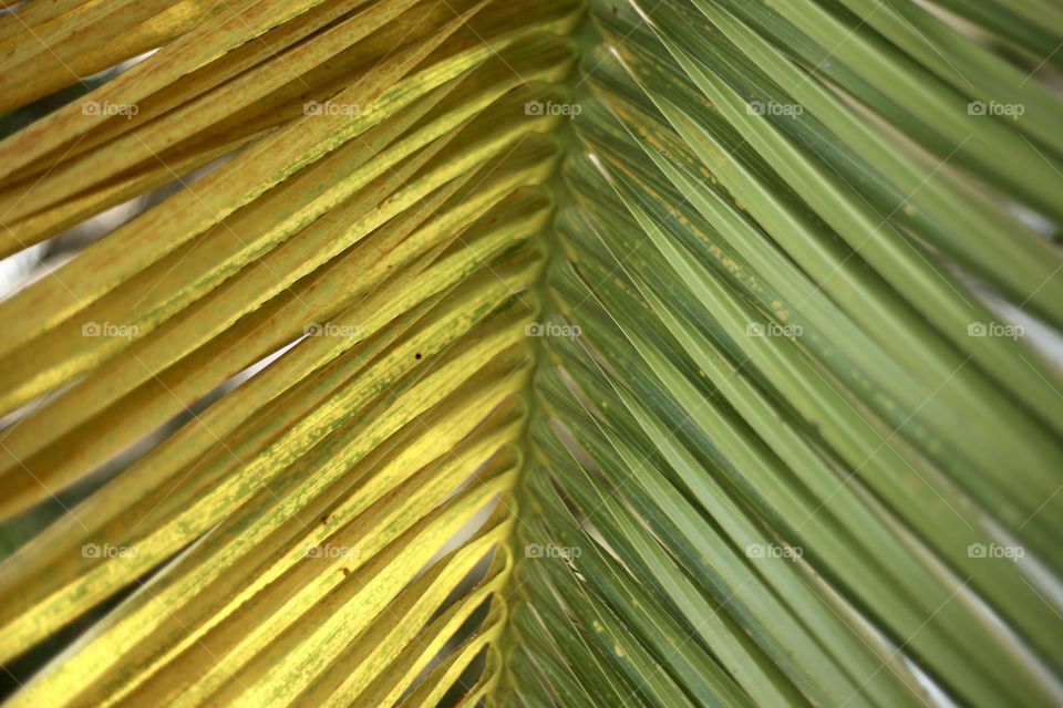 palm leaf