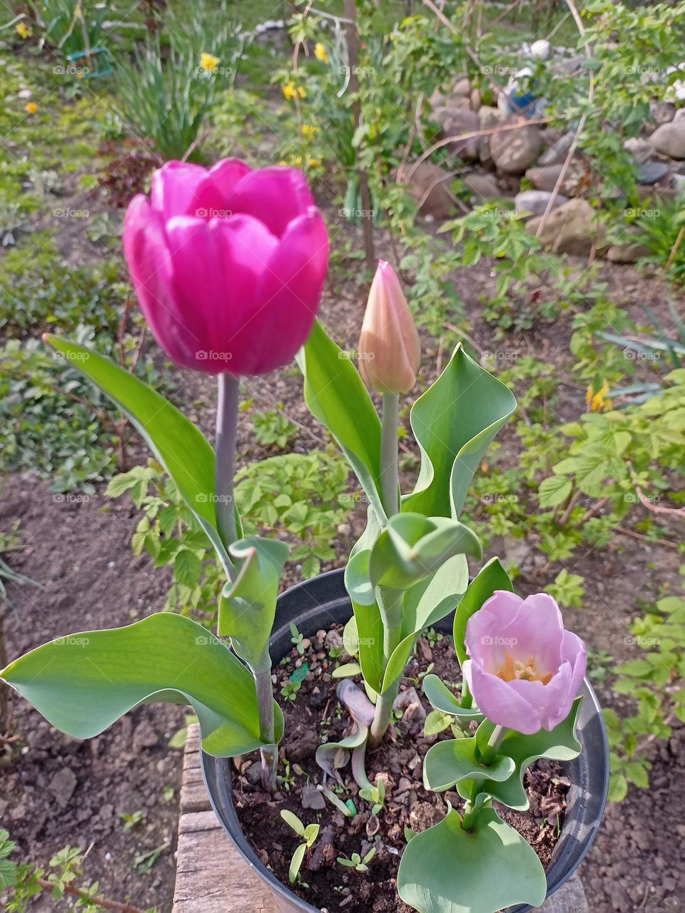 tulip