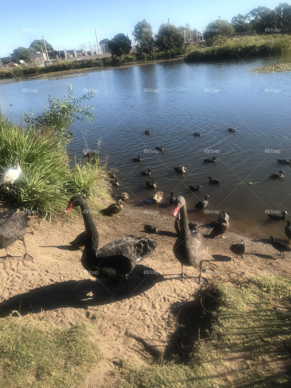 If it looks like a duck, quacks like a duck, it’s a duck!