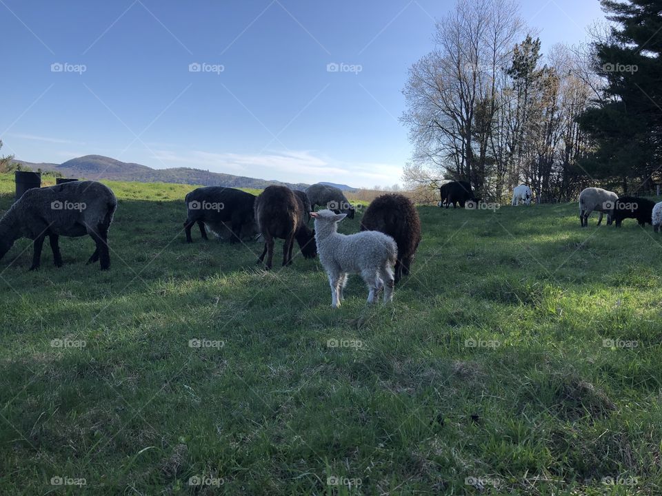Sterling College, Craftsbury Common, VT little lamb 2