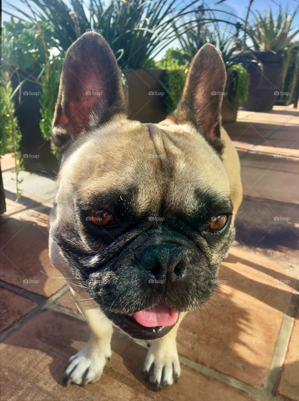 French Bulldog 