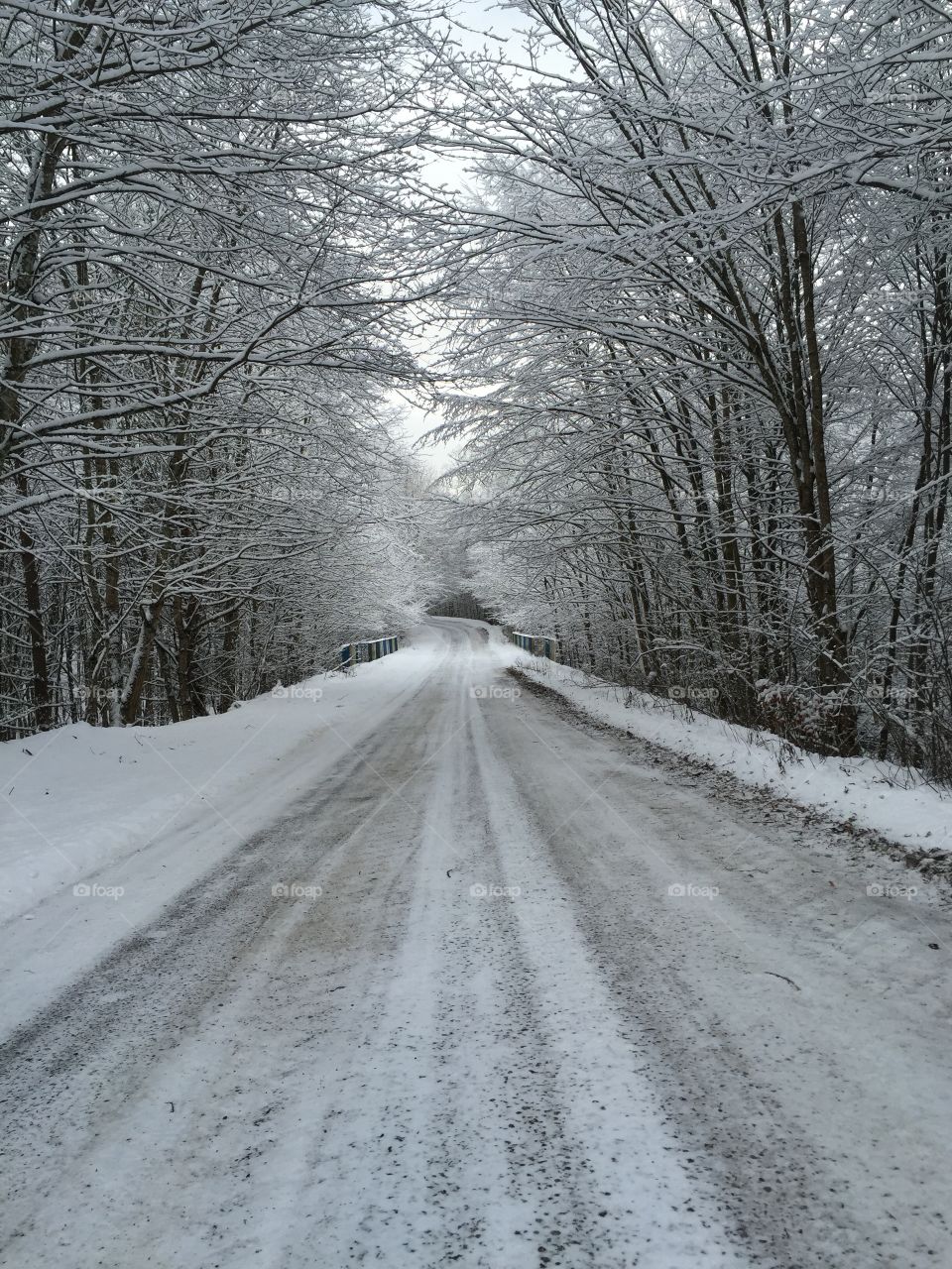 Snow, Winter, Frost, Cold, Wood