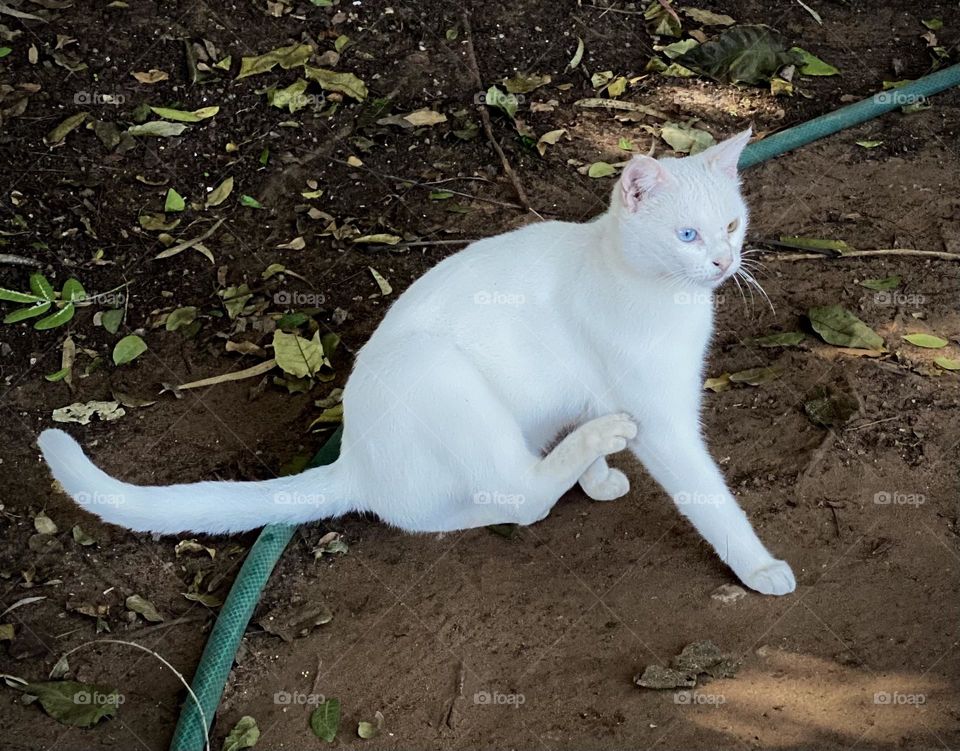 White odd-eyed cat , White cat with different colored eyes 