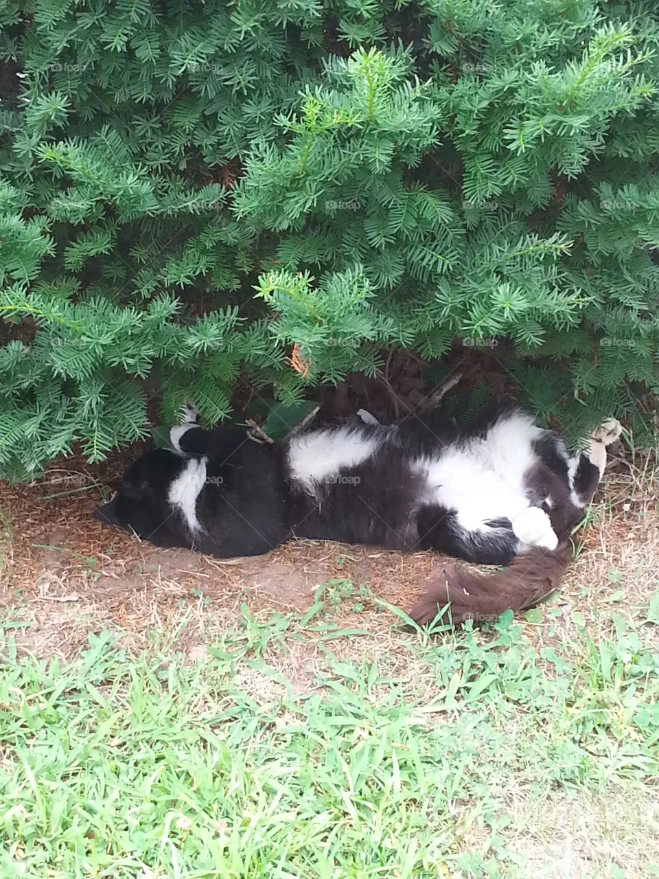 Nature, Mammal, No Person, Grass, Animal