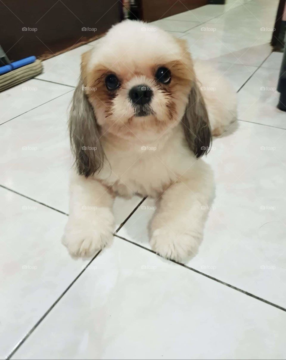 A curious look from a sitting cute, fur baby Shih Tzu.
