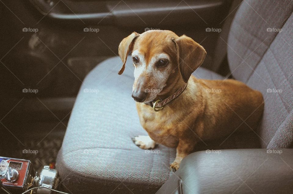 Dog, Portrait, Pet, Sit, Mammal