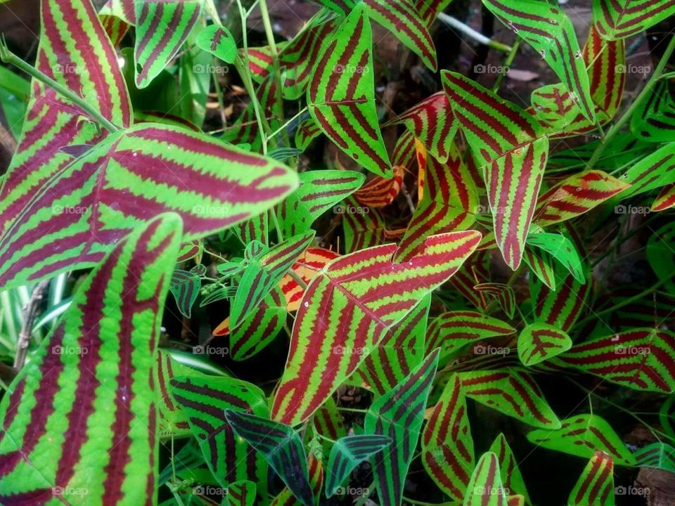 plants leaves