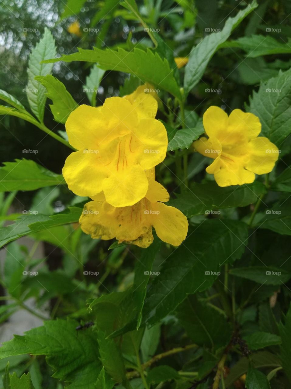 yellow flower seasonal fresh shurb small size looks very beautiful generally found everywhere