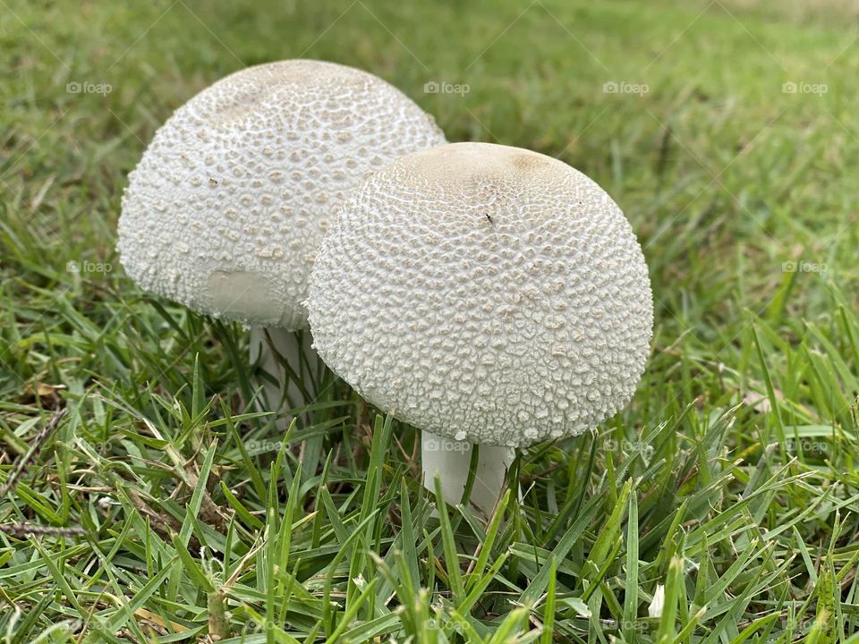 Mushroom in the grass 