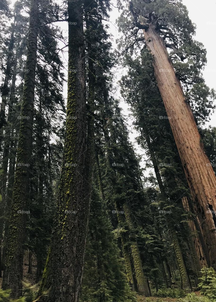 Giant sequoia tree forest 