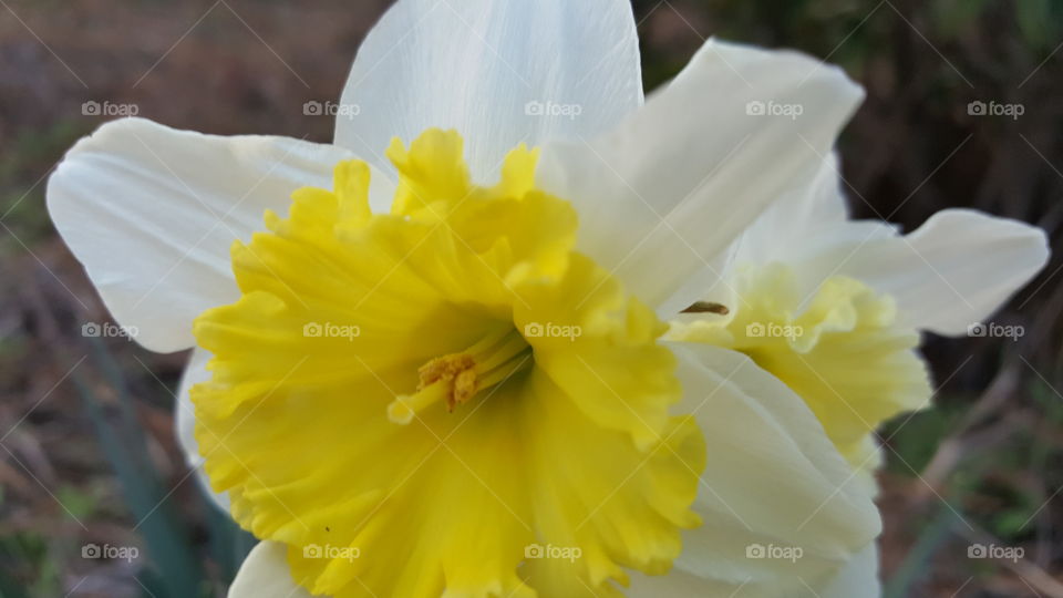 Daffodil