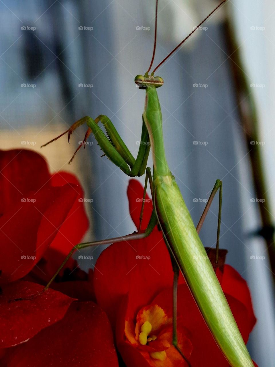 Green grass on red flower.