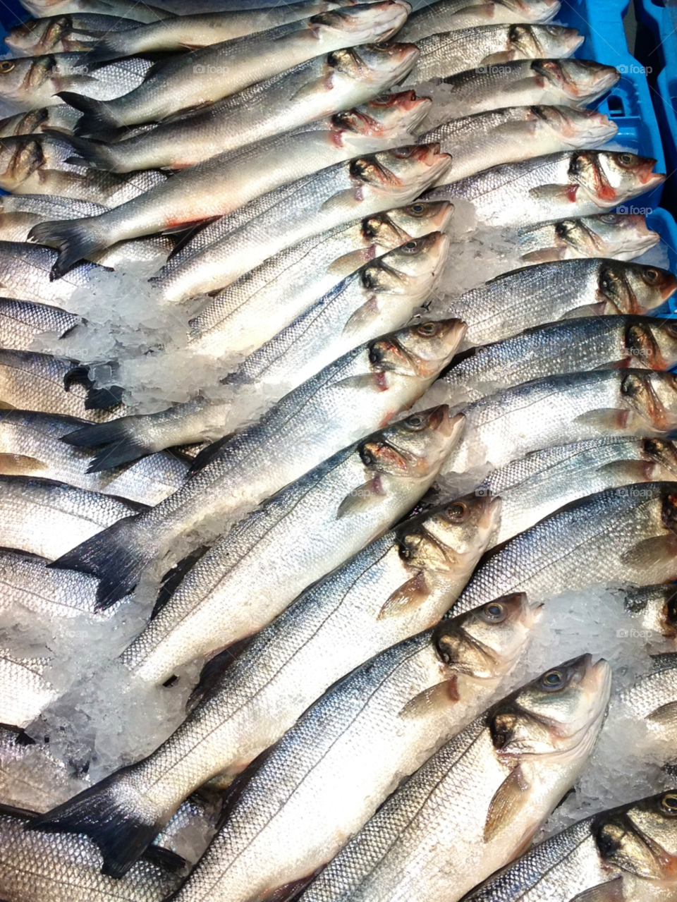 A lots of fish. A lot of fish laying on ice in the fish market 