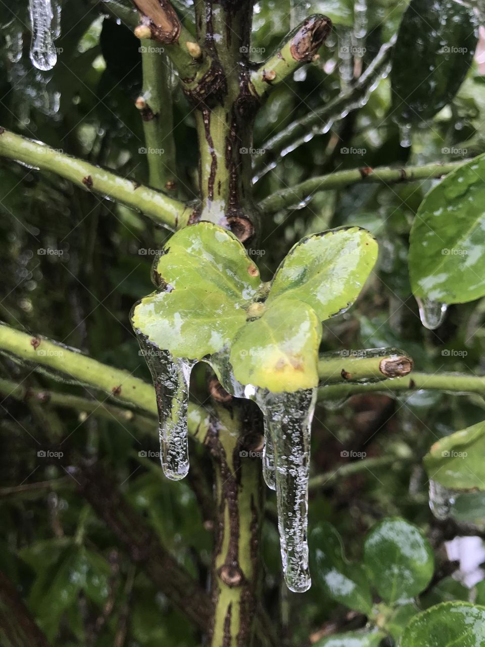 Freezing rain on leaf